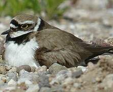 Little Ringed Plover