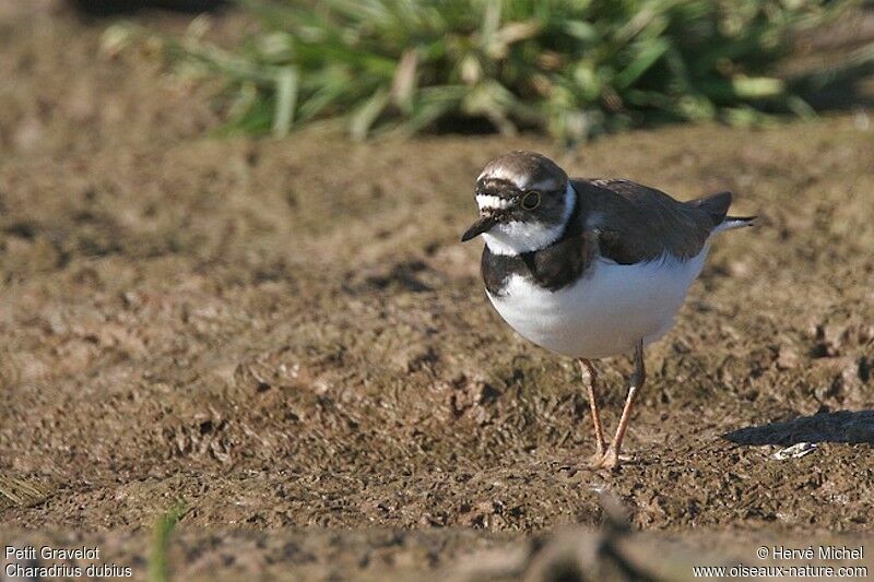 Little Ringed Ploveradult breeding