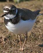 Little Ringed Plover