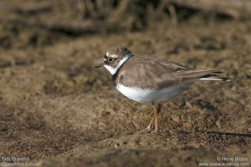 Little Ringed Ploveradult breeding