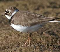 Little Ringed Plover