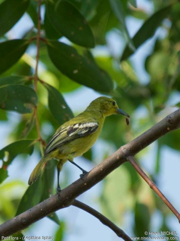 Common Iora female adult