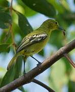 Common Iora