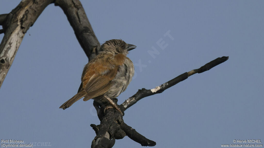 Sahel Bush Sparrow