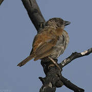 Sahel Bush Sparrow