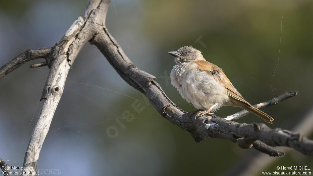 Sahel Bush Sparrow