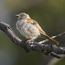 Petit Moineau