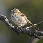 Sahel Bush Sparrow