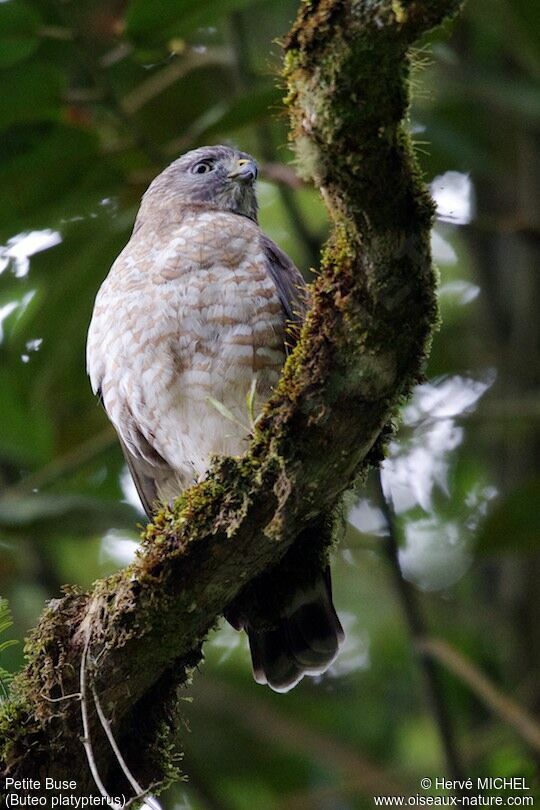 Broad-winged Hawkadult