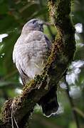 Broad-winged Hawk