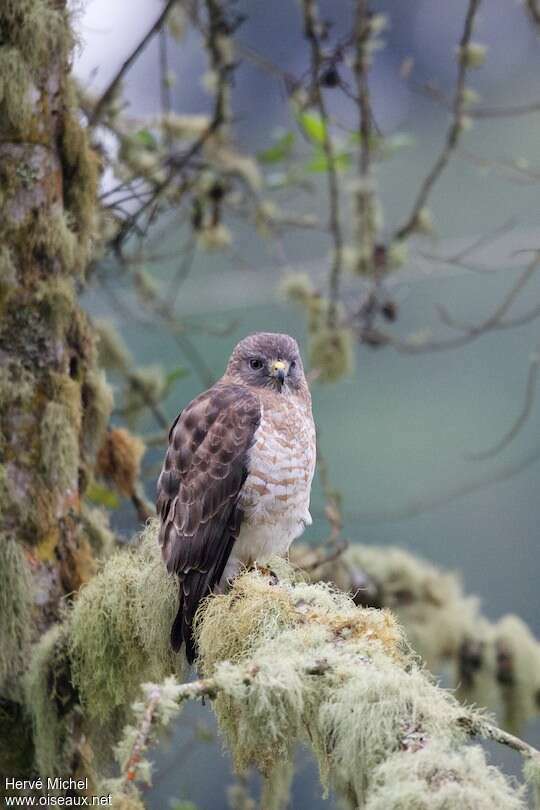 Broad-winged Hawkadult, identification