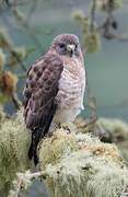 Broad-winged Hawk