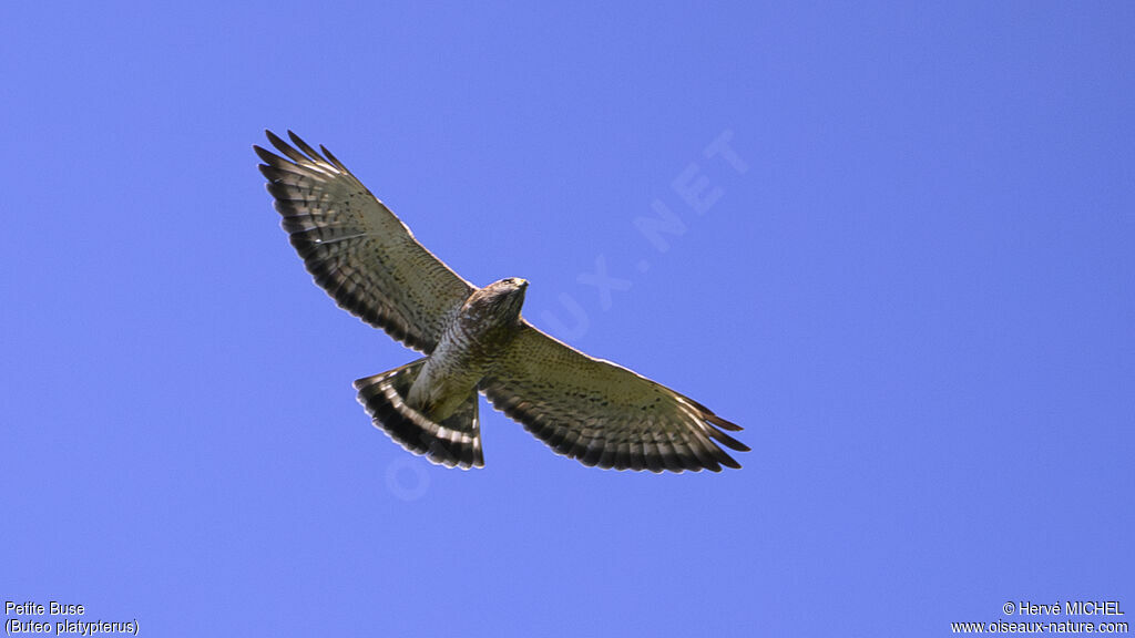 Broad-winged Hawk