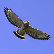 Broad-winged Hawk