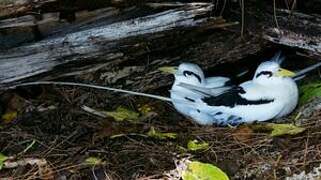 White-tailed Tropicbird