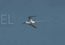 Red-billed Tropicbird