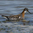 Phalarope à bec étroit