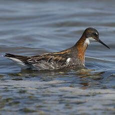 Phalarope à bec étroit