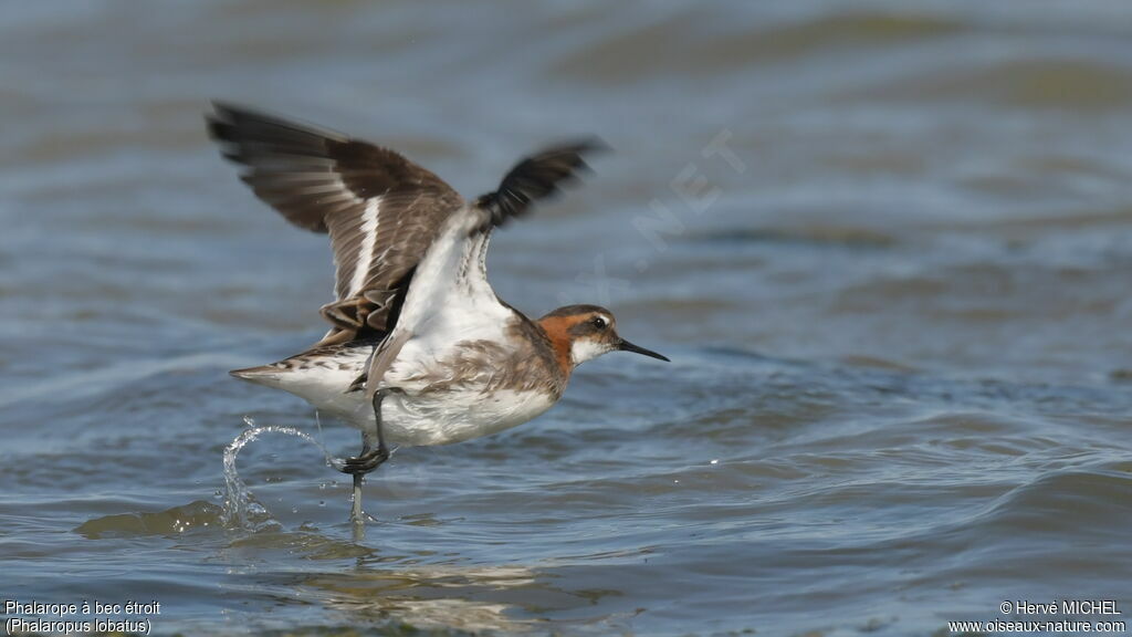 Phalarope à bec étroit femelle adulte nuptial