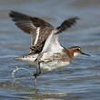 Phalarope à bec étroit