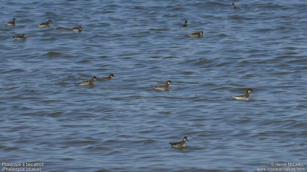 Phalarope à bec étroit