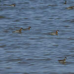 Phalarope à bec étroit