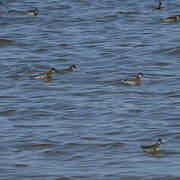 Phalarope à bec étroit