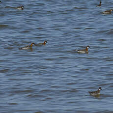 Phalarope à bec étroit