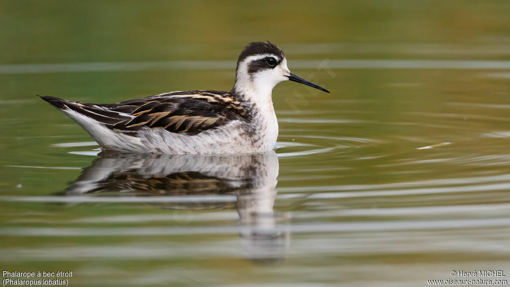 Phalarope à bec étroit1ère année