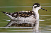 Phalarope à bec étroit