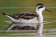 Phalarope à bec étroit