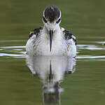 Phalarope à bec étroit