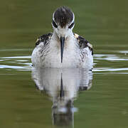 Phalarope à bec étroit