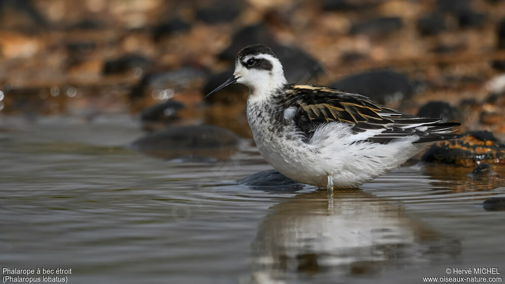 Phalarope à bec étroit1ère année
