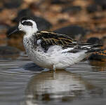 Phalarope à bec étroit