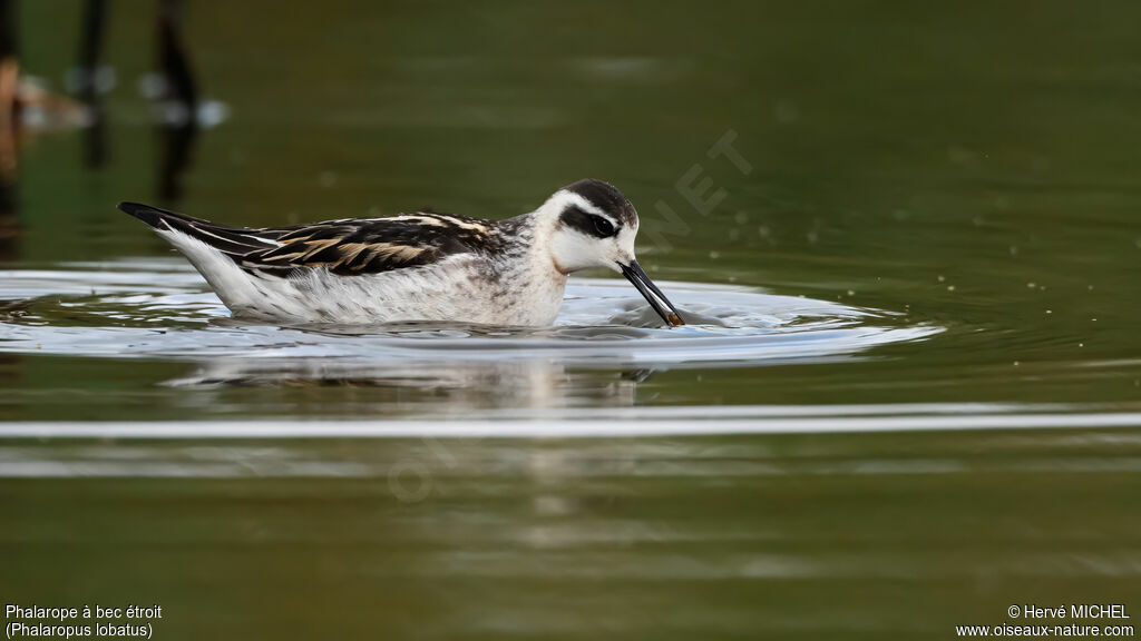 Phalarope à bec étroit1ère année