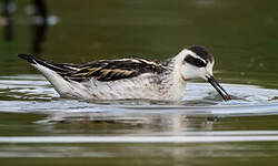 Phalarope à bec étroit