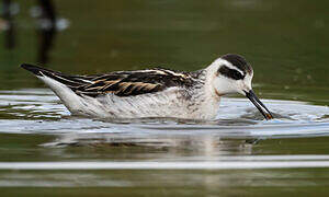 Phalarope à bec étroit