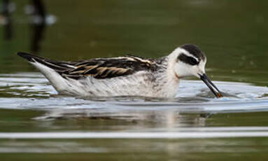 Phalarope à bec étroit