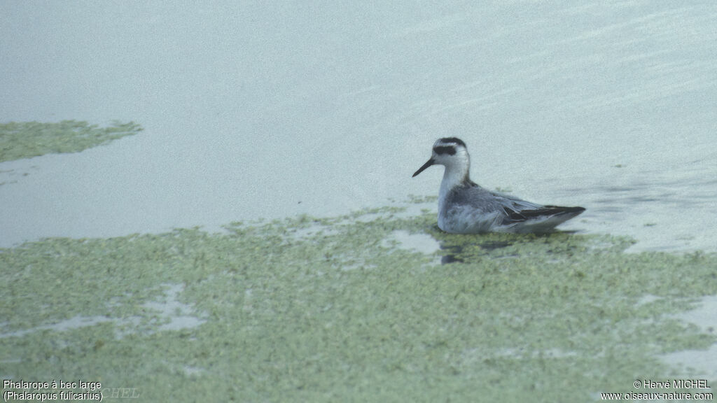 Phalarope à bec large