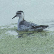 Phalarope à bec large