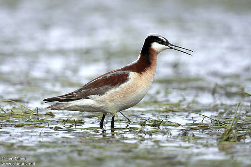 Wilson's Phalarope female adult breeding, identification