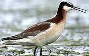 Phalarope de Wilson