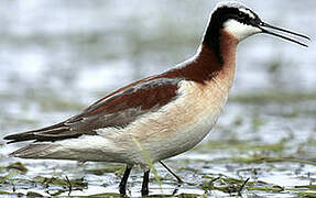 Wilson's Phalarope