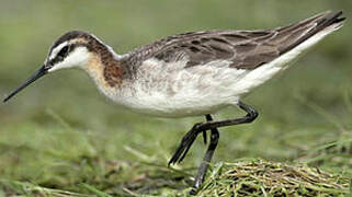 Wilson's Phalarope