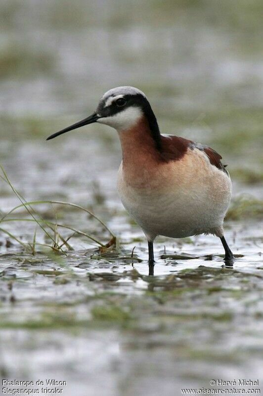 Phalarope de Wilson femelle adulte nuptial