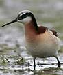 Phalarope de Wilson