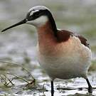 Phalarope de Wilson