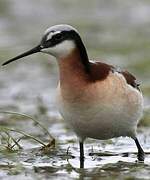 Wilson's Phalarope