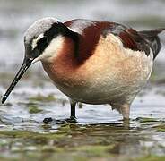 Wilson's Phalarope